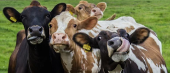 【25-cv-13459】四头奶牛看镜头的趣味摄影作品发起TRO，Birkir Eythor Asgeirsson作品加入维权！