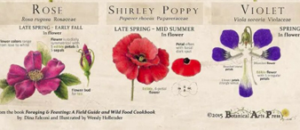 【25-cv-15218】1项野花插画告99家跨境店！Keith律所代理Botanical Arts Press发起版权TRO！