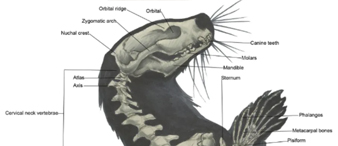 【26-cv-1588、2803】Aubrey William一张严谨写实水獭骨骼解剖图插画TRO维权，第一个案件65家跨境电商被告，第二个案件刚处于立案阶段。