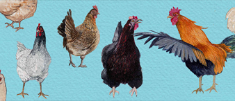 【26-cv-4519】跨境电商Norma水彩农场动物版权维权，《Chicken Happy》快乐小鸡文创/家居类卖家速自查。