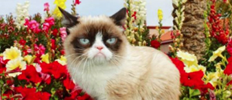 【26-cv-4411】网红顶流IP不爽猫GRUMPY CAT商标维权，覆盖跨境数码配件、家居器皿、潮流服饰、文创纸品、娱乐服务、桌游卡牌六大热销品类